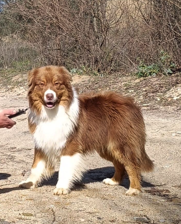Curro